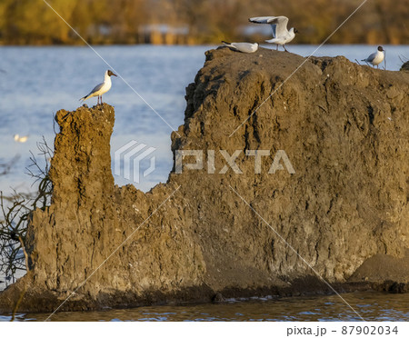 Black-headed Gull, Jaroslavice pond, Znojmo region, Southern Moravia, Czech Republic 87902034