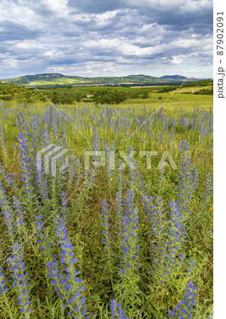 Spring landscape in Palava near Dolni Dunajovice, Southern Moravia, Czech Republic Spring landscape in Palava near Dolni Dunajovice, Southern Moravia, Czech Republic 87902091