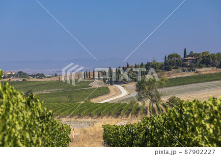 Tuscany's most famous vineyards near town Montalcino in Italy Tuscany's most famous vineyards near town Montalcino in Italy 87902227