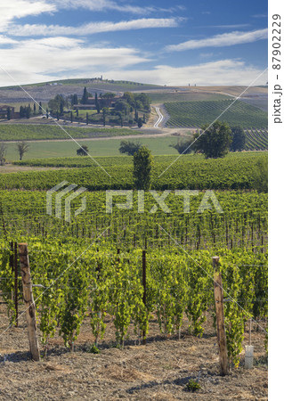 Tuscany's most famous vineyards near town Montalcino in Italy Tuscany's most famous vineyards near town Montalcino in Italy 87902229