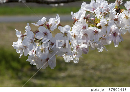 満開の桜 87902413
