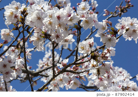 青空と桜 87902414
