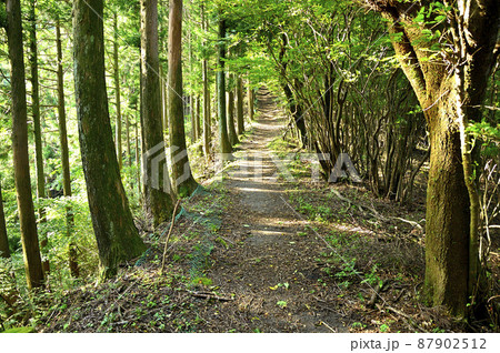 足柄山地の矢倉岳　矢倉岳ハイキングコースの尾根道 87902512