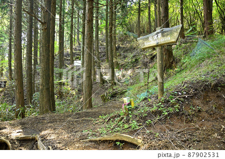 足柄山地の矢倉岳 夏の峠道 山伏平 足柄山地の矢倉岳 夏の峠道 山伏平 87902531