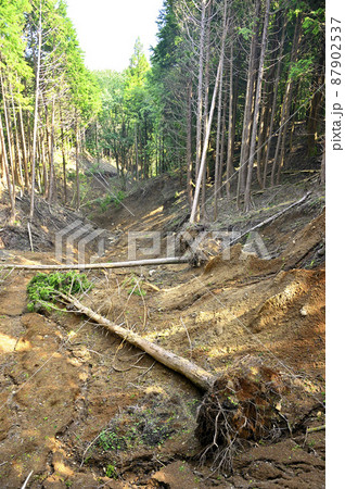 足柄山地の矢倉岳 崩落と倒木 足柄山地の矢倉岳 崩落と倒木 87902537