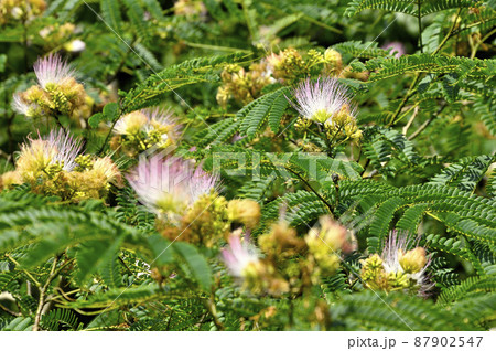 神奈川県南足柄市　ネムノキの花 87902547