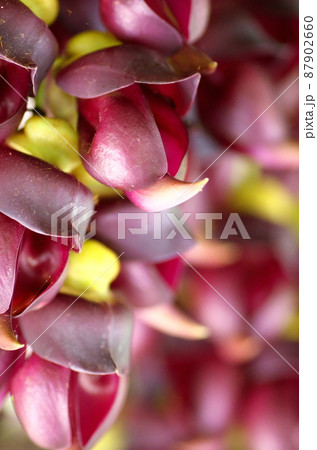 トビカズラの花 トビカズラの花 87902660