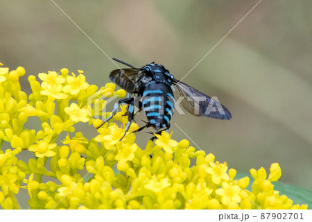 高知県安芸郡北川村　モネの庭マルモッタンのブルービー 87902701