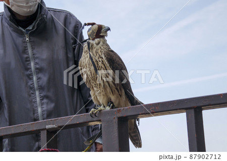 鉄柵にとまるフードを被った鷹 87902712