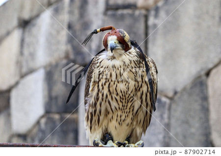 鉄柵にとまるフードを被った鷹 87902714