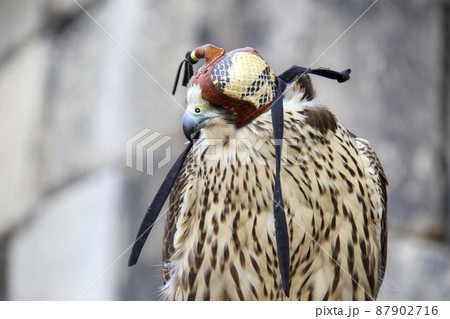 フードを被った鷹 フードを被った鷹 87902716