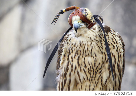 フードを被った鷹 87902718