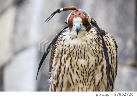 フードを被った鷹 87902720