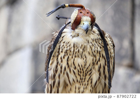 フードを被った鷹 87902722