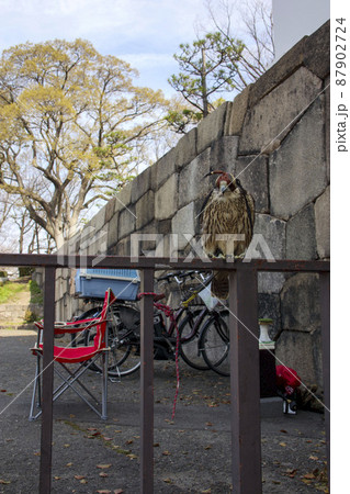 鉄柵にとまるフードを被った鷹 87902724