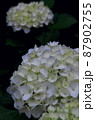 森の中の白い紫陽花 87902755