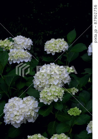 森の中の白い紫陽花 森の中の白い紫陽花 87902756