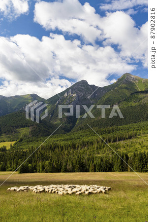 flock of sheep in Belianske tatras mountains, Slovakia 87902816