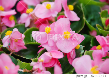 Begonias, semperflorens begonias, in the garden, potted begonia Begonias, semperflorens begonias, in the garden, potted begonia 87902854
