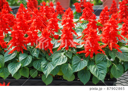 Red Salvia Splendens, Red flower plants in the black tray Red Salvia Splendens, Red flower plants in the black tray 87902865