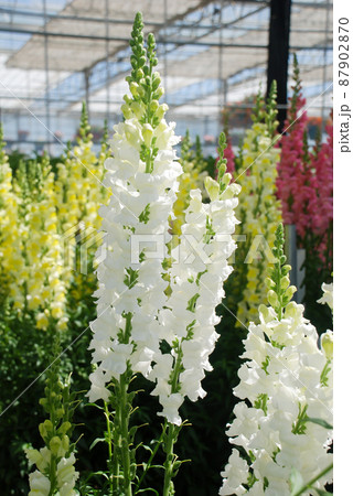 colorful Snapdragon (Antirrhinum majus) blooming in the garden background with selective focus 87902870