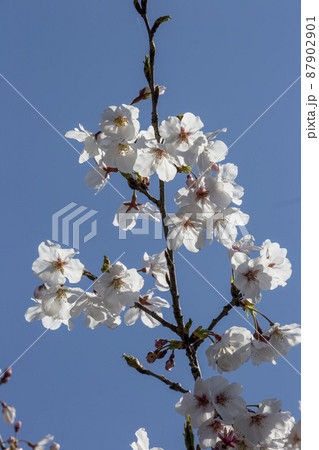桜 87902901