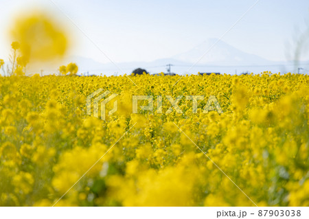 菜の花と富士山 87903038