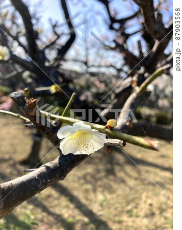 梅の花 87903568