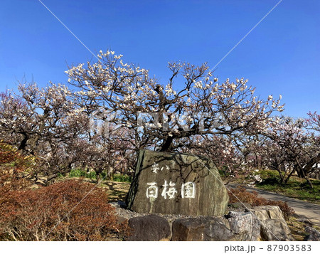 梅の花 87903583