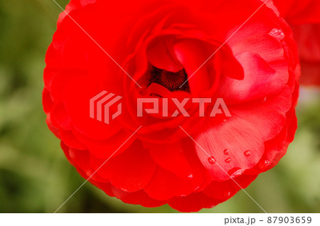 真っ赤でつややかな花びらのラナンキュラス 87903659
