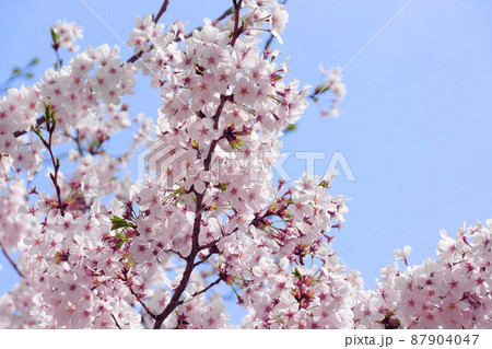 満開の桜の花 満開の桜の花 87904047