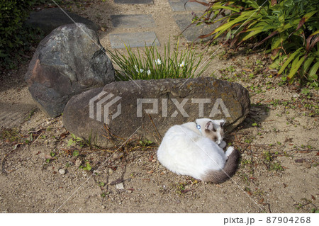 石の影で寝る白い猫 石の影で寝る白い猫 87904268