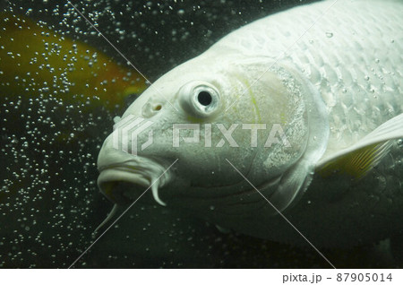 プラチナ錦鯉の顔 アップ 魚の写真素材 [87905014] - PIXTA