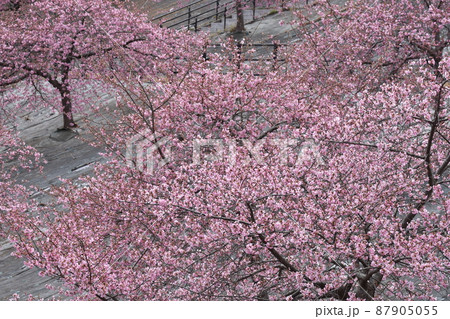 河津桜 河津桜 87905055