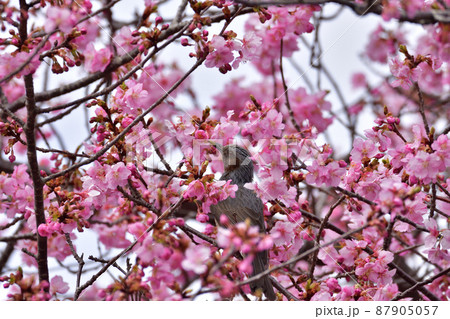 河津桜 河津桜 87905057