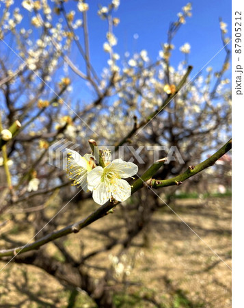 梅の花 梅の花 87905212