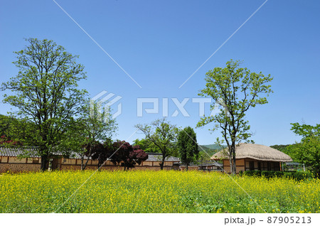 春 菜の花 景色 87905213