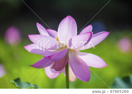 〈島根県）大賀ハス　二千年ハス　荒神谷遺跡公園 87905260