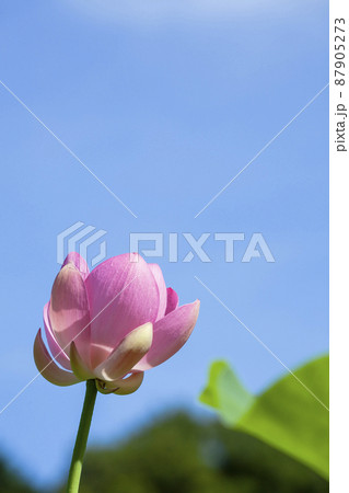 〈島根県）大賀ハス　二千年ハス　荒神谷遺跡公園 87905273