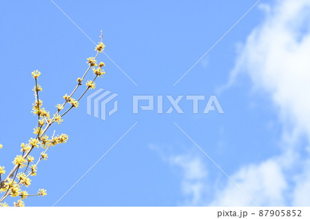 サンシュユ（山茱萸）の黄色い花と見上げる空 87905852