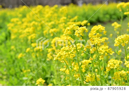 菜の花（アブラナ）畑に咲く花々 87905928