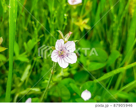 可愛らしいフクロソウ属の花 87905946