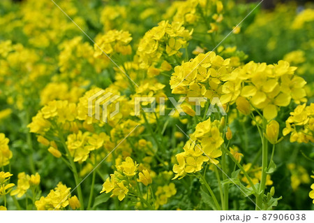 一面に咲く菜の花（アブラナ） 87906038