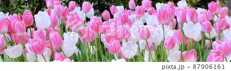 Fresh Pink and White Tulip Flowers Fresh Pink and White Tulip Flowers 87906161