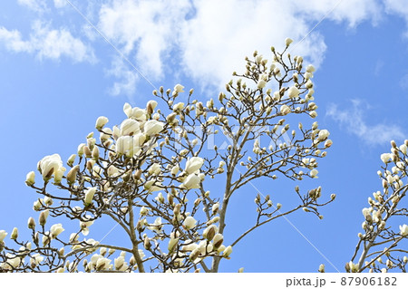 ハクモクレンの花と晴天の空 ハクモクレンの花と晴天の空 87906182
