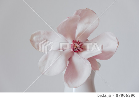 Magnolia flower in bloom against white background. 87906590