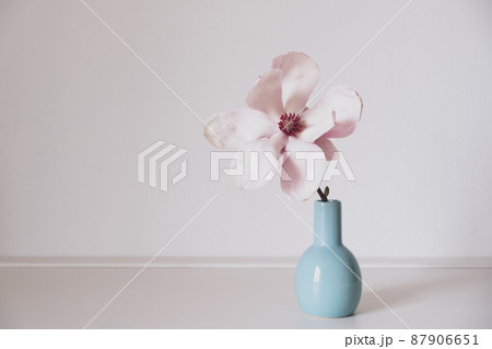 Magnolia flower in bloom against white background. Magnolia flower in bloom against white background. 87906651