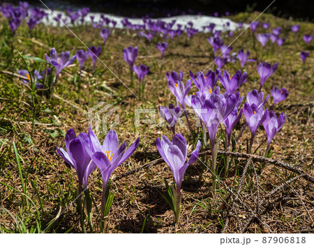 Blooming purple violet Crocus heuffelianus (Crocus vernus) alpine flowers on spring Carpathian mountain plateau, Ukraine. Blooming purple violet Crocus heuffelianus (Crocus vernus) alpine flowers on spring Carpathian mountain plateau, Ukraine. 87906818