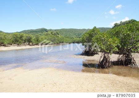石垣島　マングローブ林流域 87907035