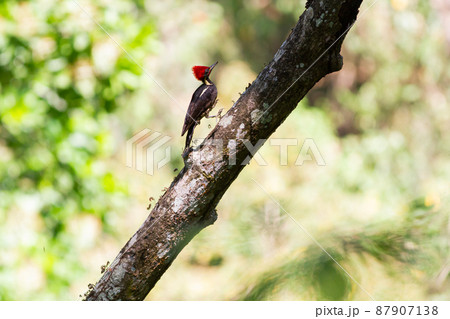 木の幹を駆け足で進む真っ赤な頭のシマクマゲラ 木の幹を駆け足で進む真っ赤な頭のシマクマゲラ 87907138